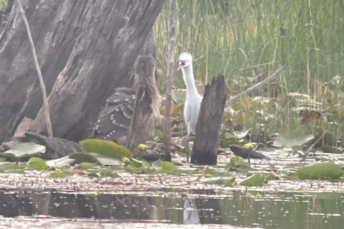 Black-crowned Night Heron - Valerie Burdette