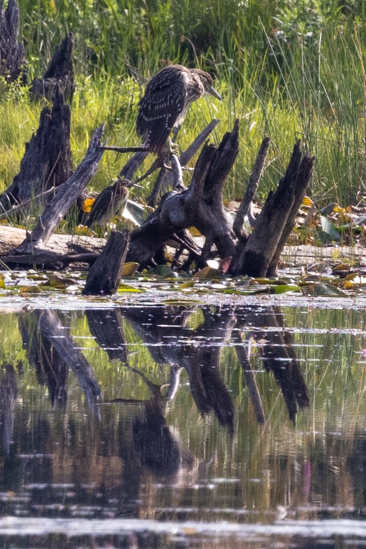 Black-crowned Night Heron - ML476900451