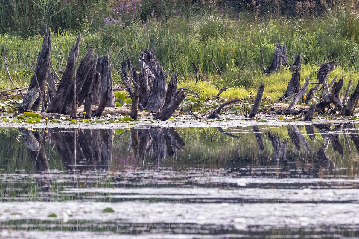 Black-crowned Night Heron - ML476900541