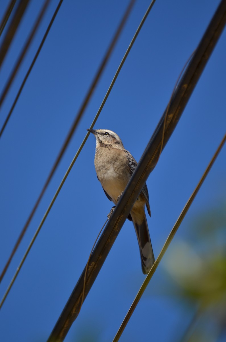 Chilean Mockingbird - ML476900831