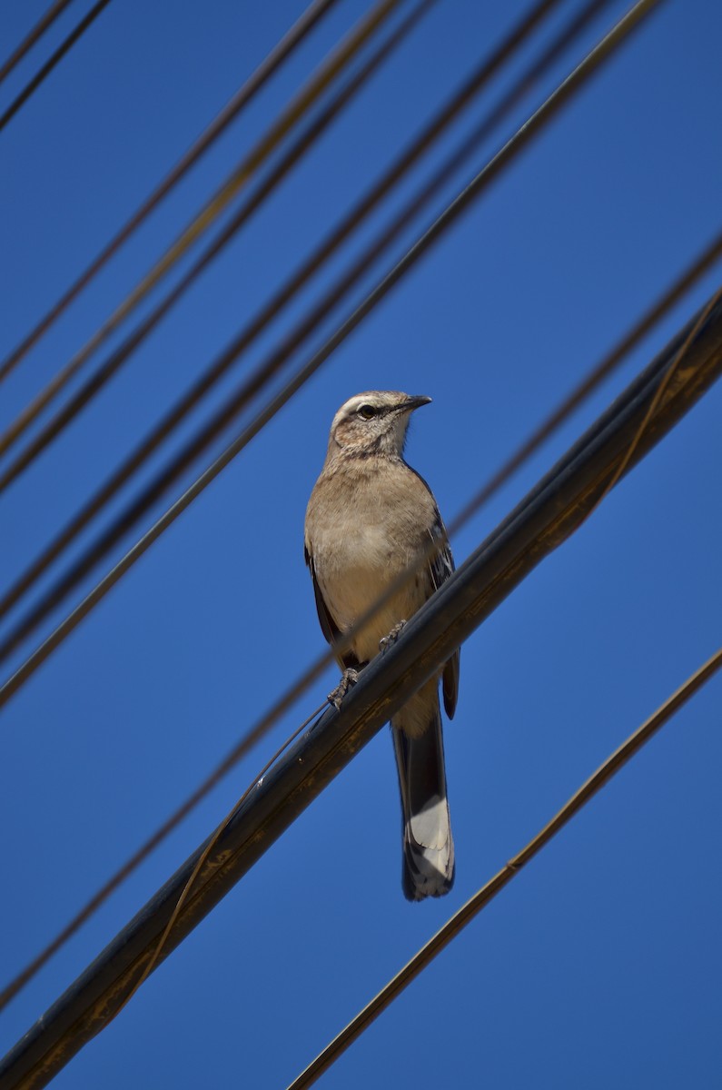 Chilean Mockingbird - ML476900841