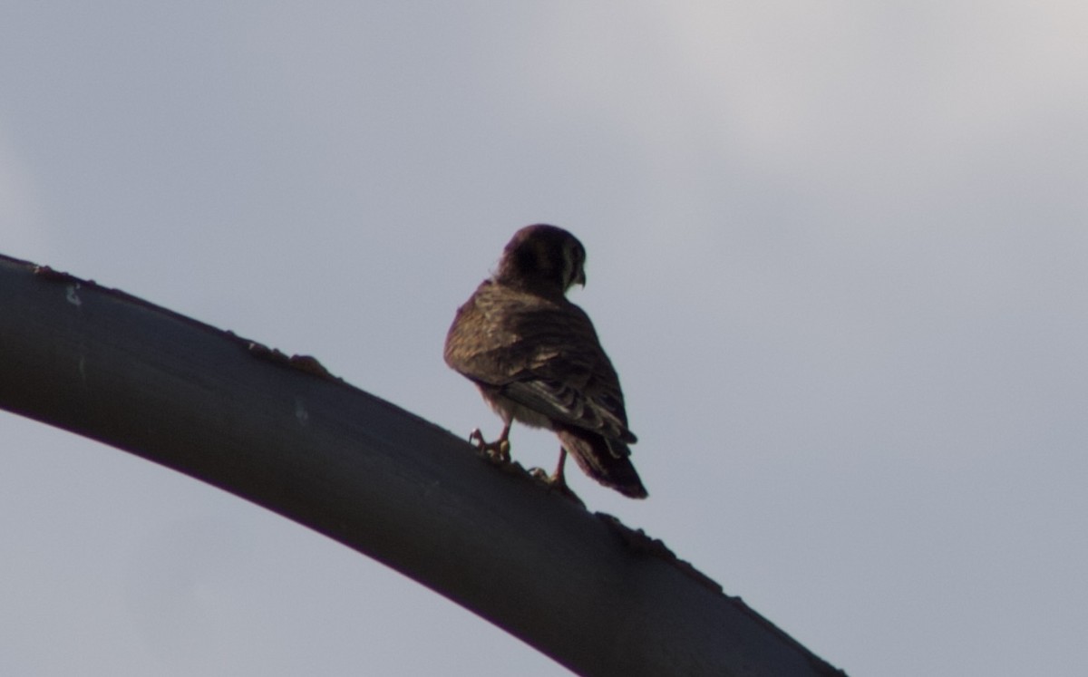 American Kestrel - ML476902031