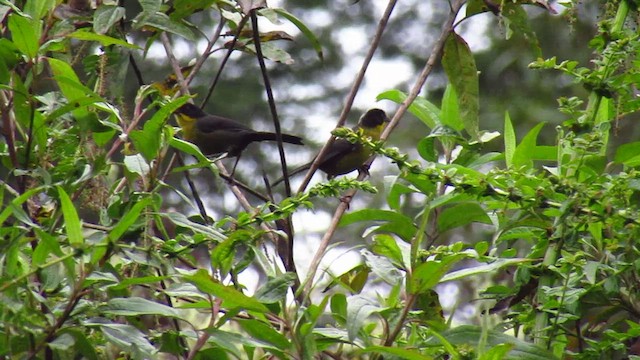 Pale-naped Brushfinch - ML476903921