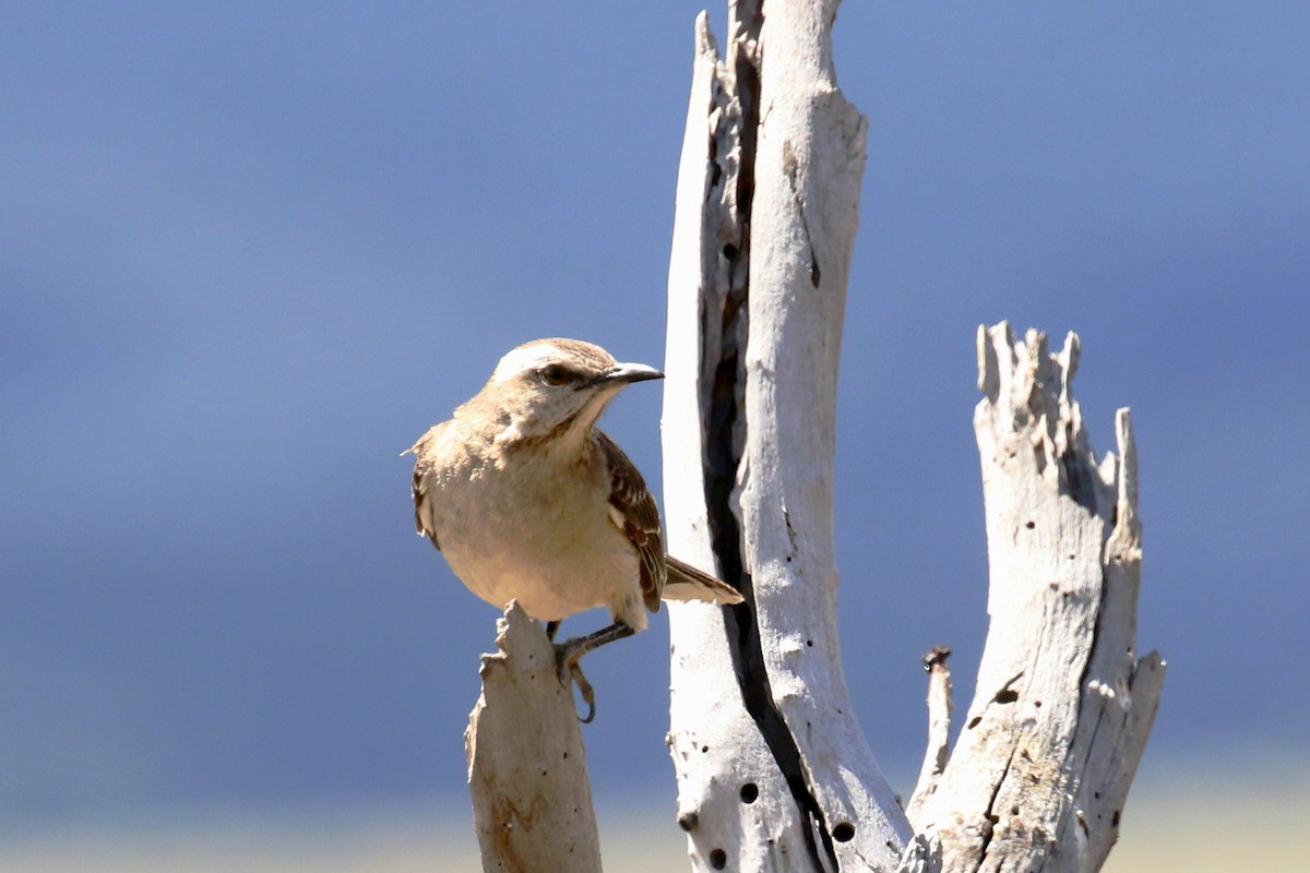 Chilean Mockingbird - ML47690501