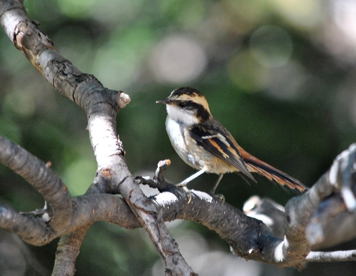 Thorn-tailed Rayadito - Julián Tocce