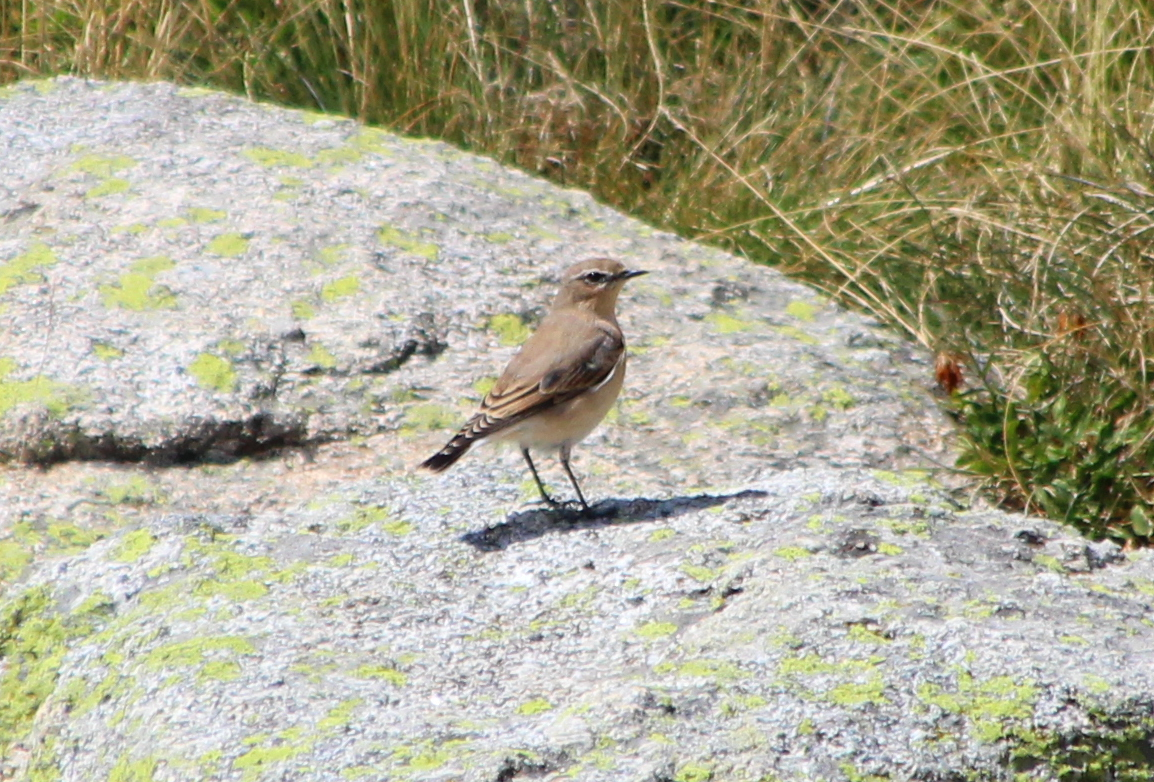 Northern Wheatear - ML476905951