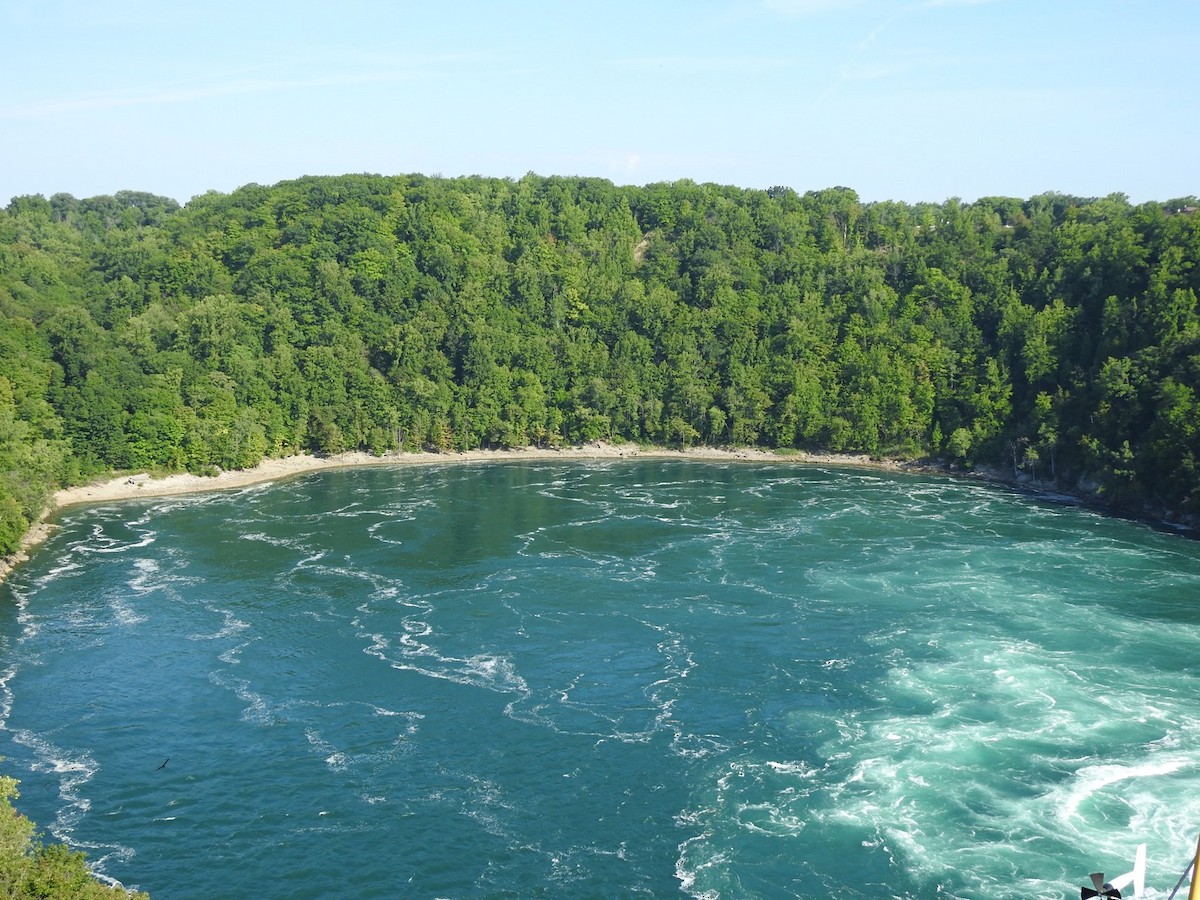 ヒメコンドル - ML476906751