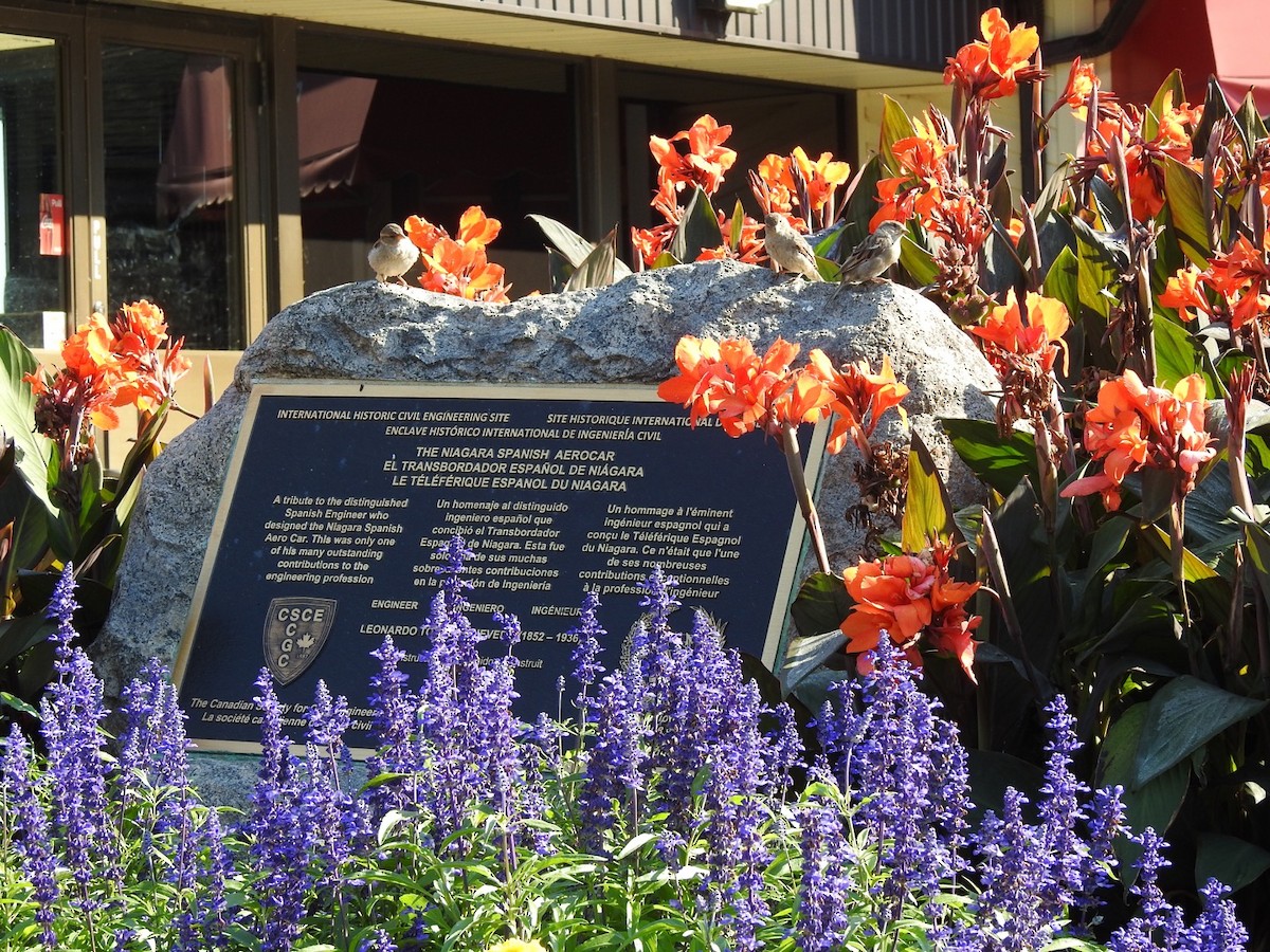 イエスズメ - ML476906901