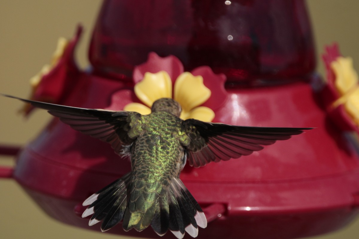 Black-chinned Hummingbird - ML476908361