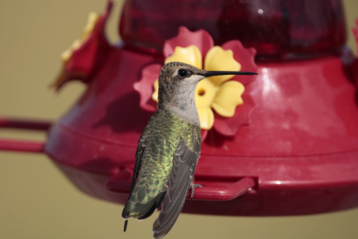 Black-chinned Hummingbird - ML476908371