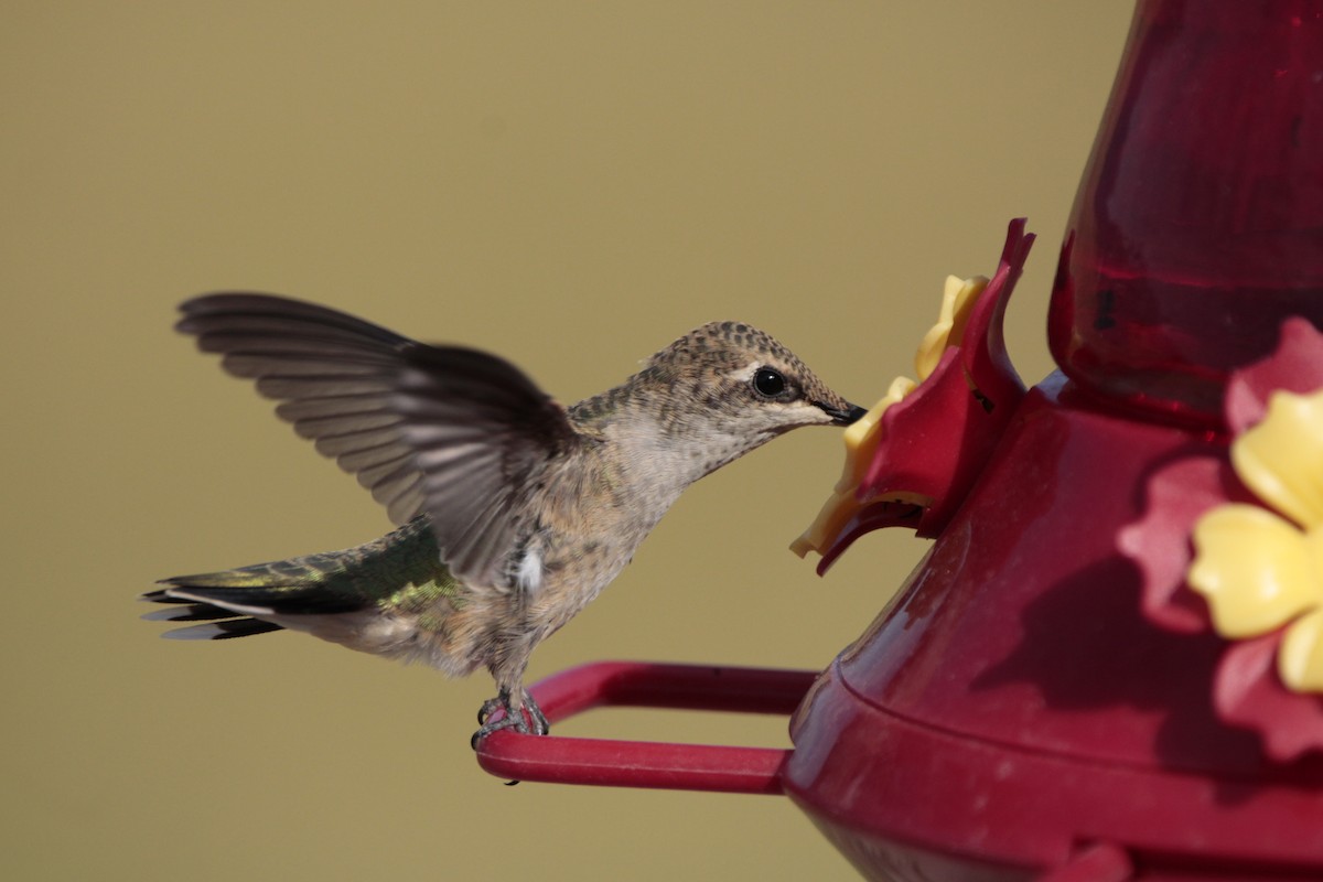 Black-chinned Hummingbird - ML476908391