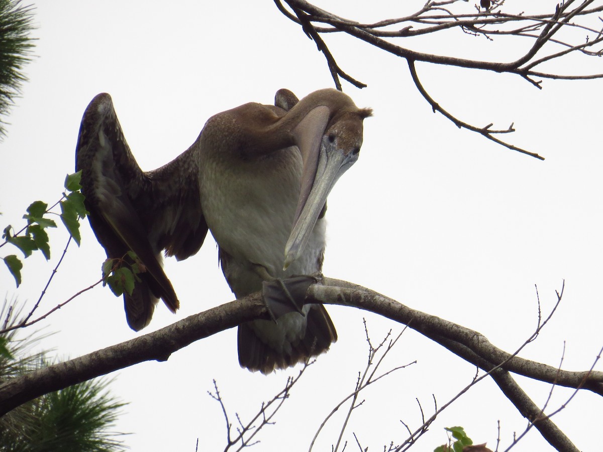 Brown Pelican - ML476908481