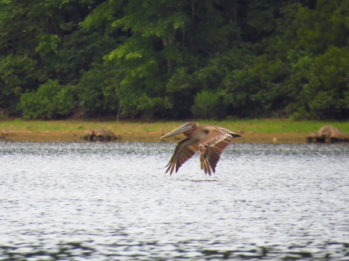 Brown Pelican - WS Barbour