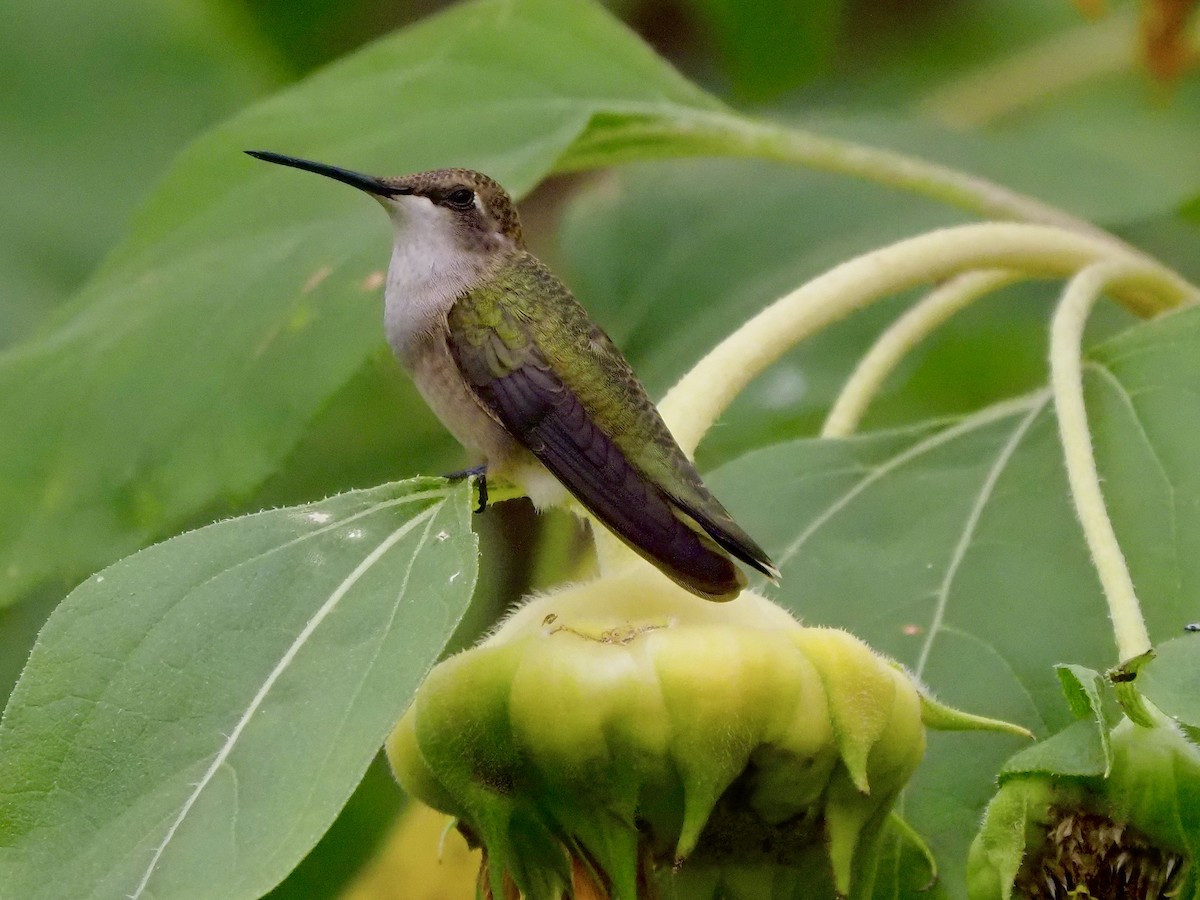 Black-chinned Hummingbird - Kathy Green