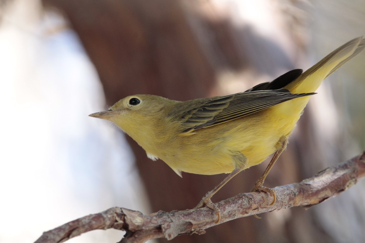 Yellow Warbler - ML476913061