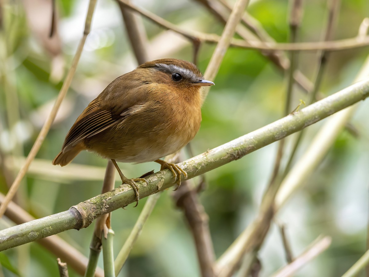 Rufous Gnateater - Andres Vasquez Noboa