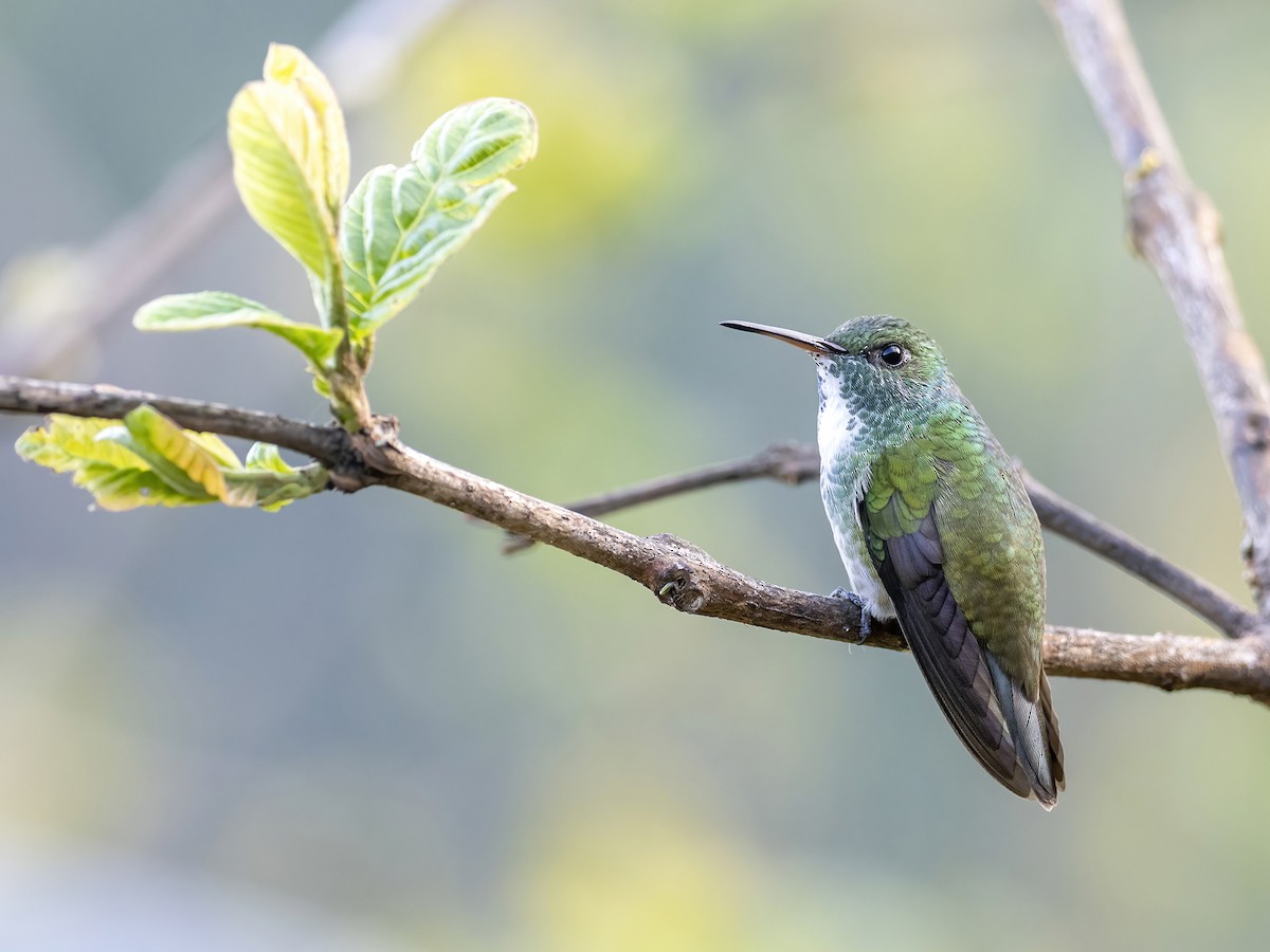 kolibřík pestrý - ML476915301