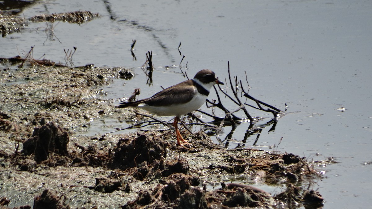 Semipalmated Plover - ML476916341