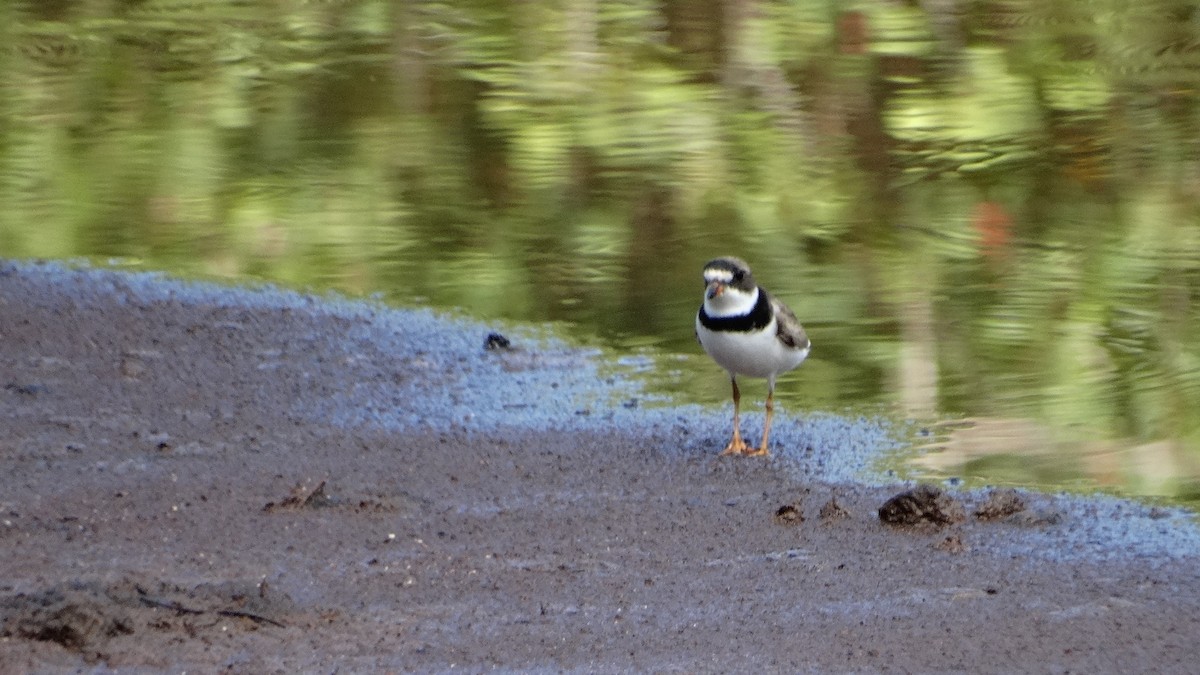 Semipalmated Plover - ML476916351
