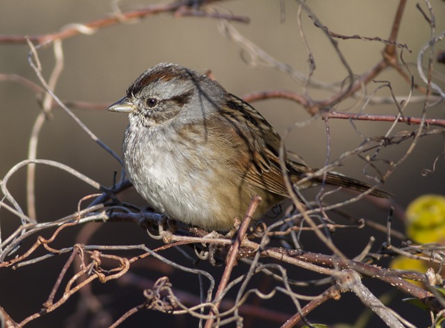 Swamp Sparrow - Martin Wall