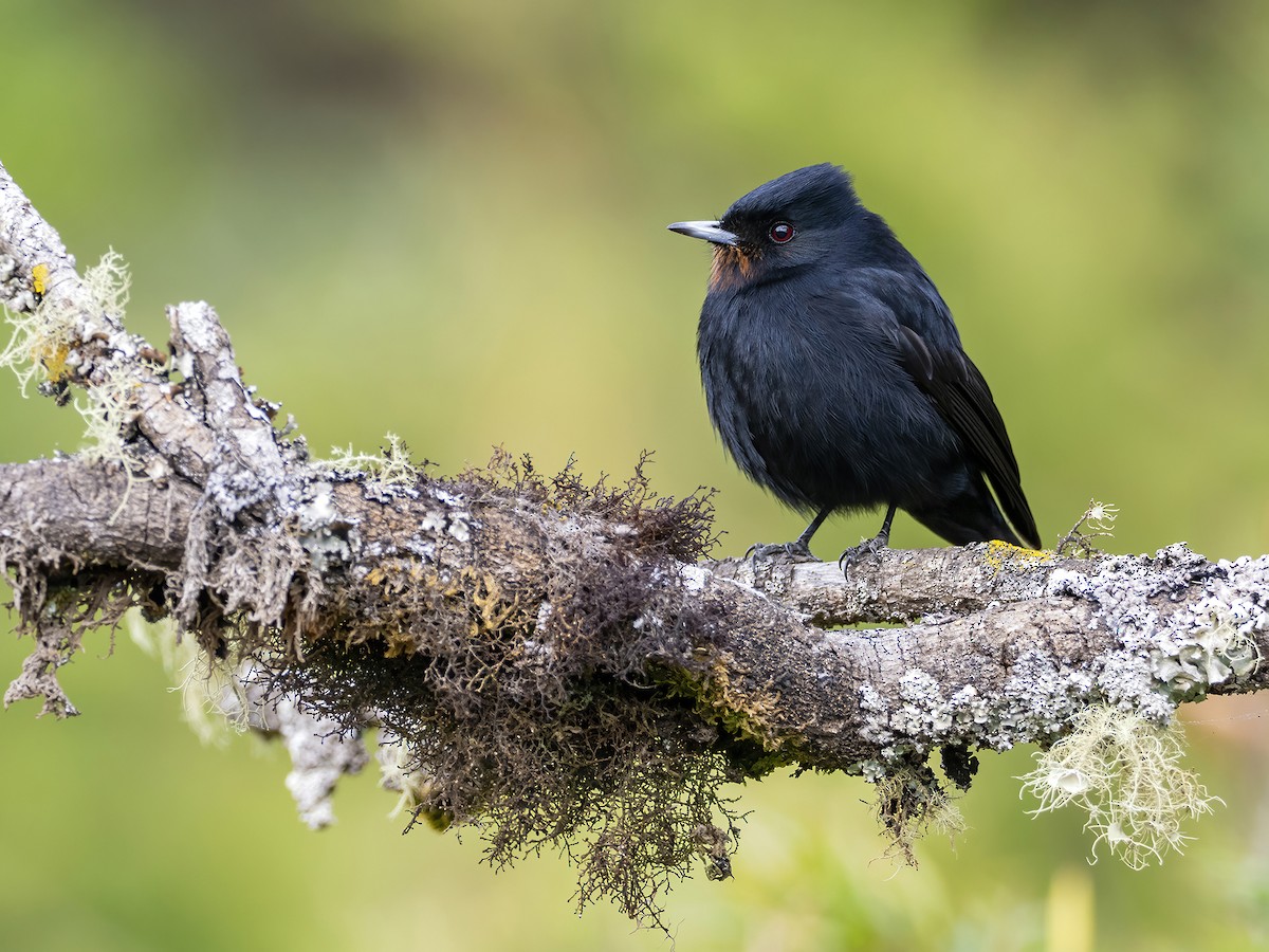 Velvety Black-Tyrant - Andres Vasquez Noboa