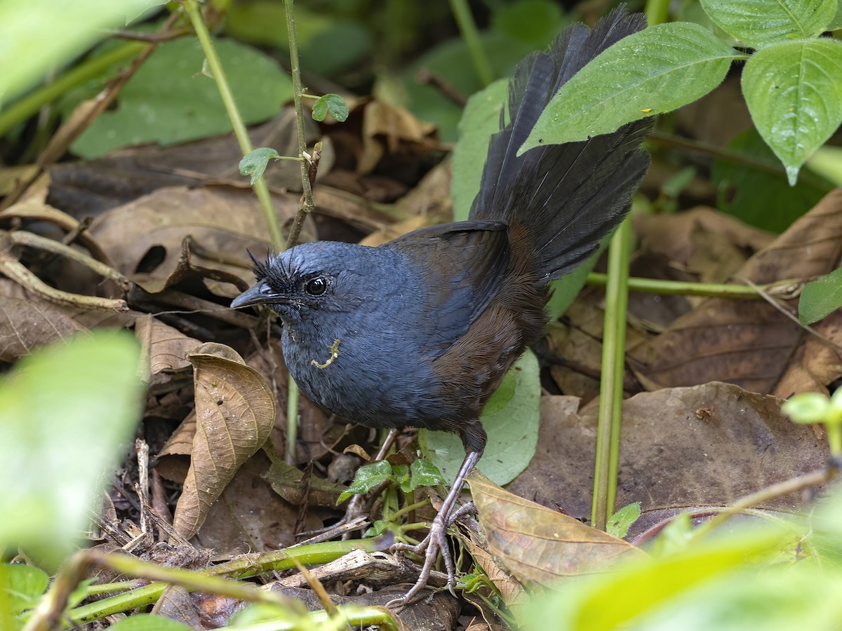 Slaty Bristlefront - ML476918781