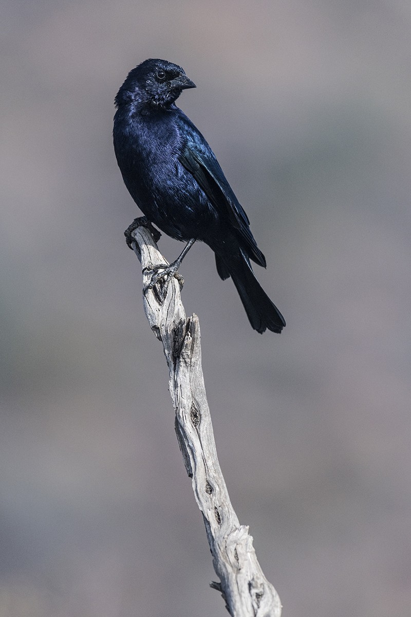 Shiny Cowbird - Eduardo Navarro