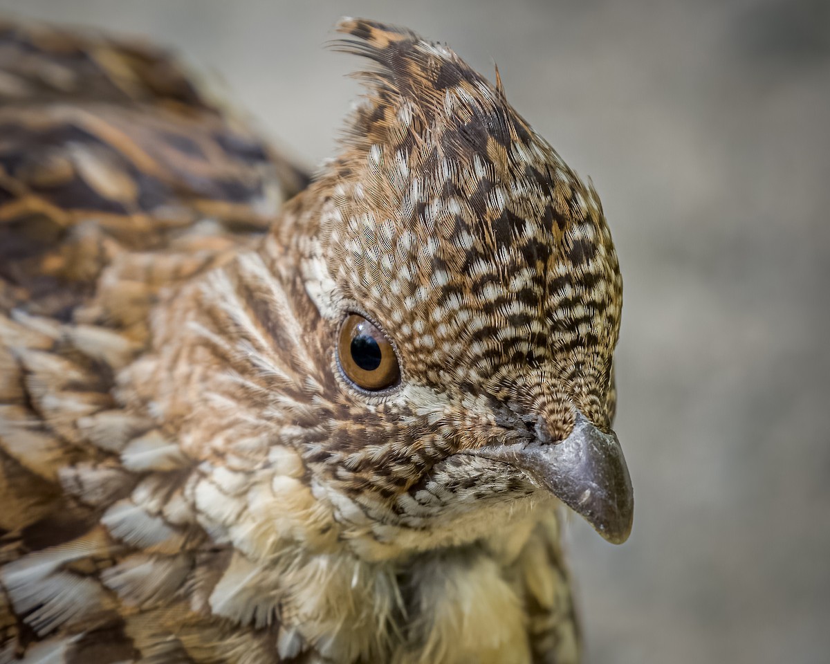 Ruffed Grouse - ML476919641