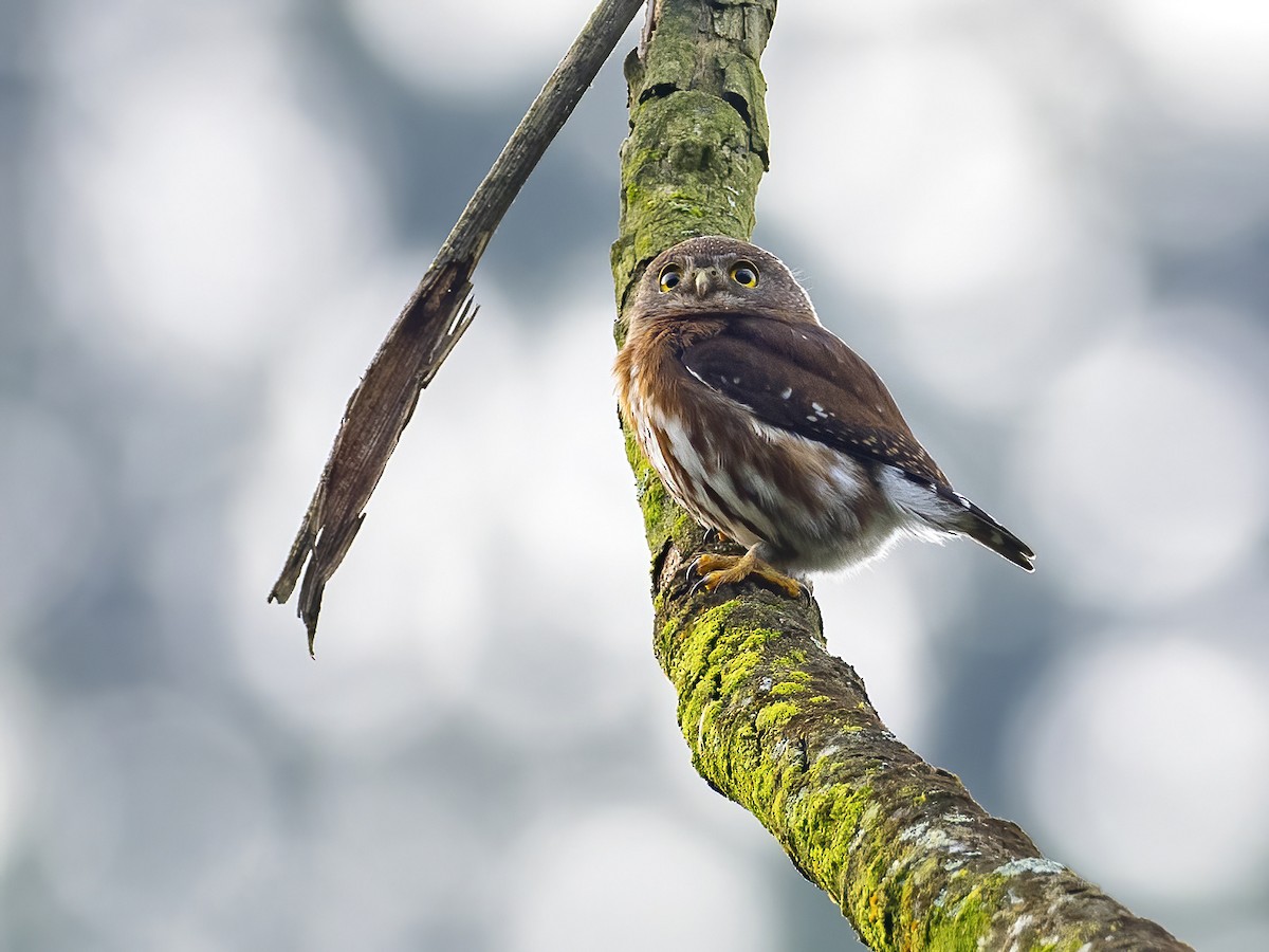 Least Pygmy-Owl - ML476920941