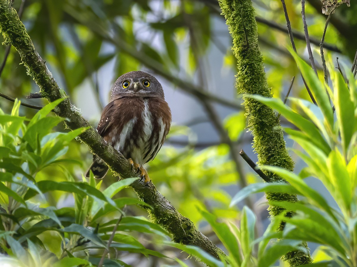 Least Pygmy-Owl - ML476920951