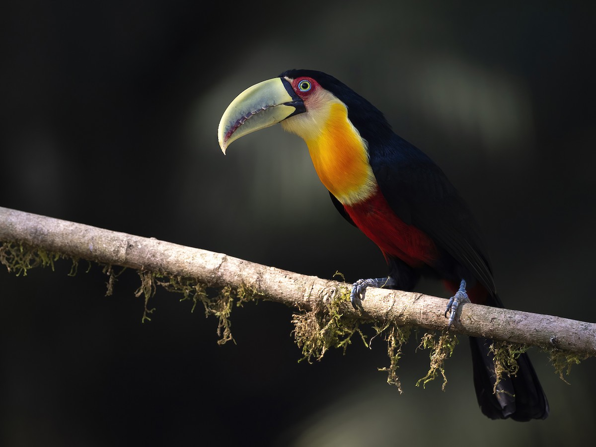 Red-breasted Toucan - Andres Vasquez Noboa