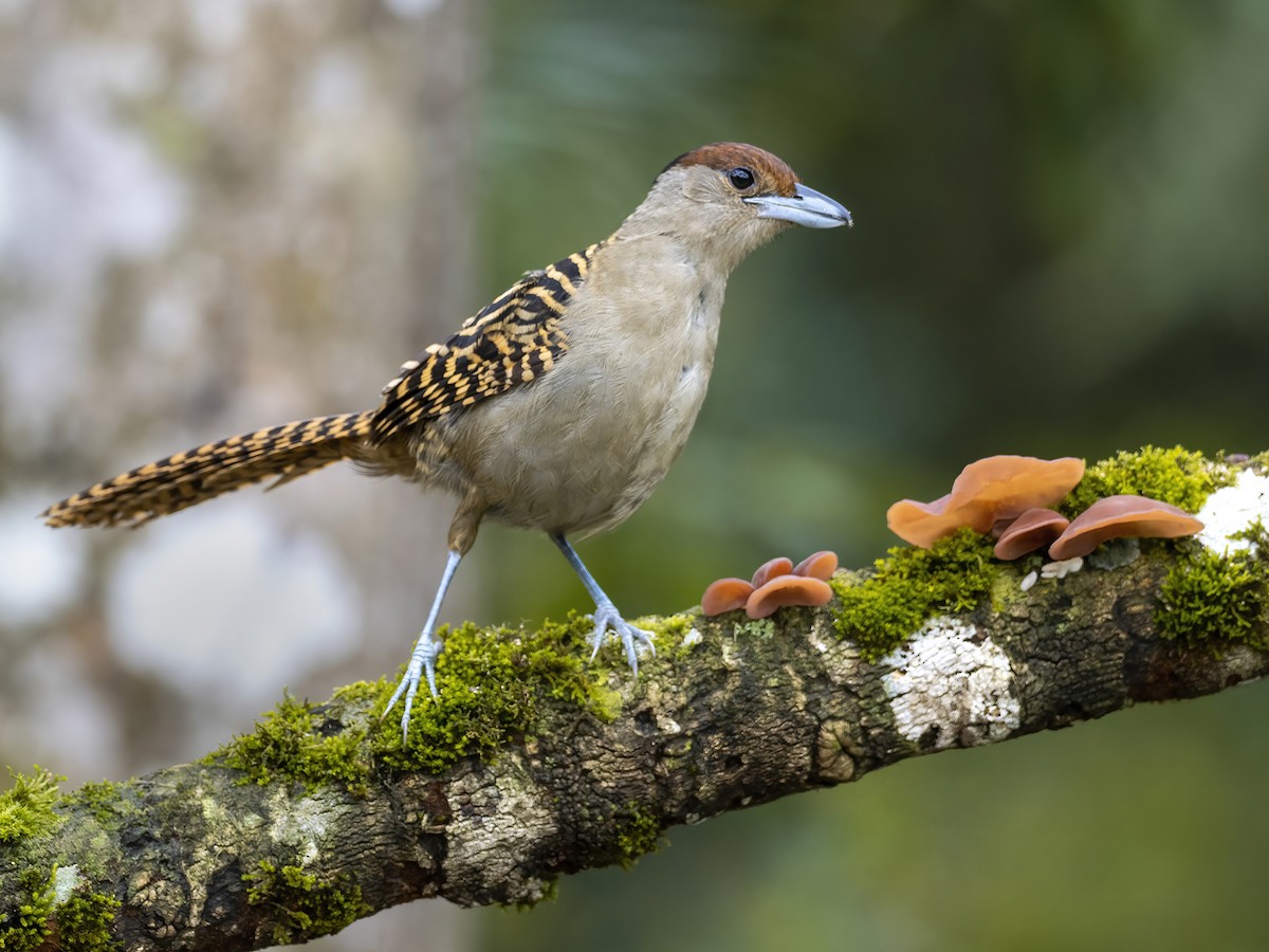 Giant Antshrike - ML476922491