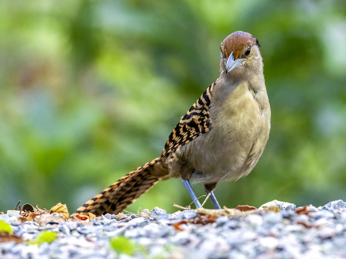 Giant Antshrike - ML476922531