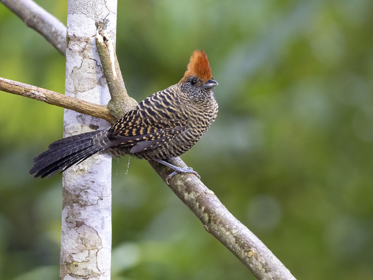 Tufted Antshrike - Andres Vasquez Noboa