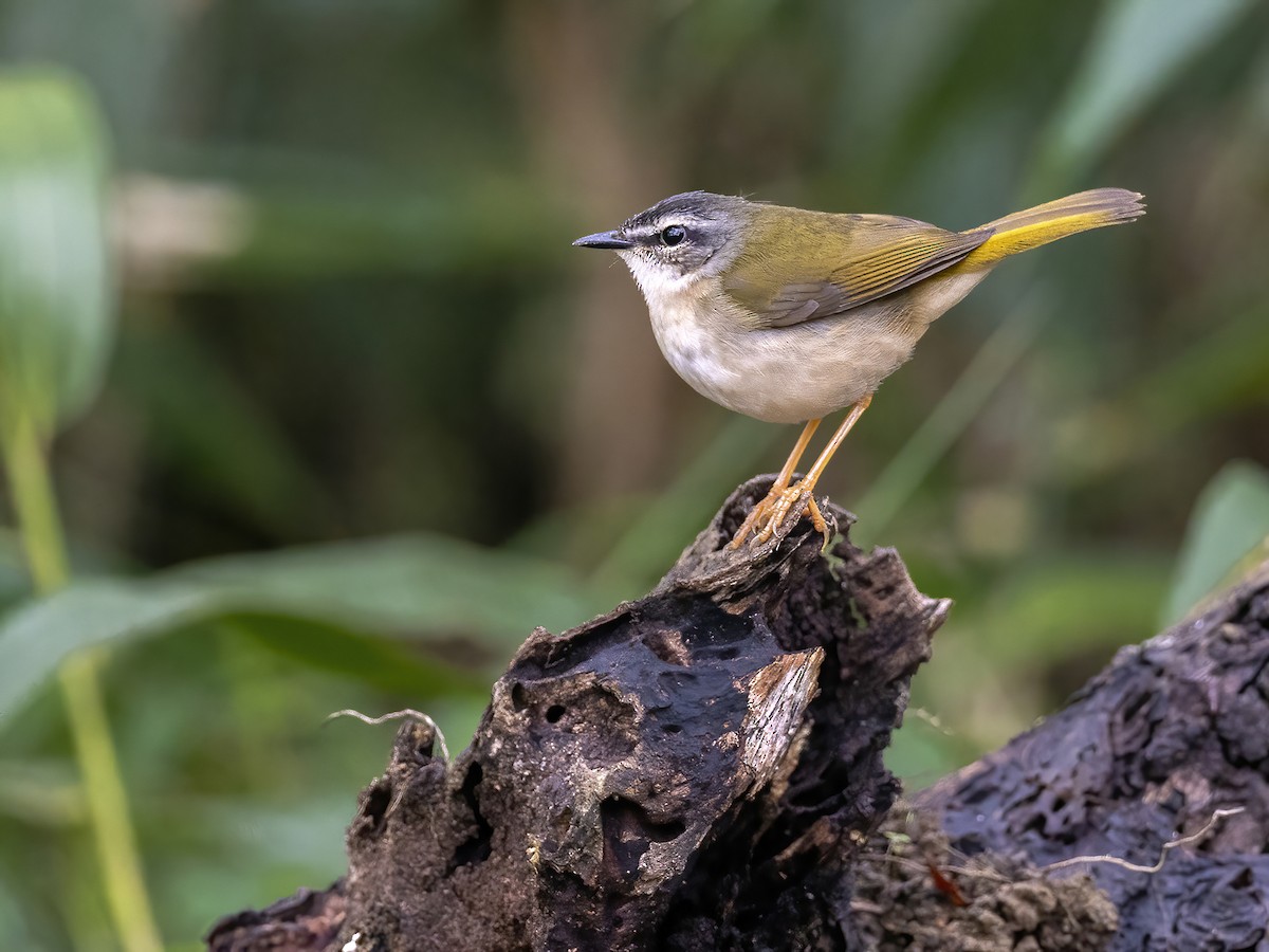 Riverbank Warbler - Andres Vasquez Noboa