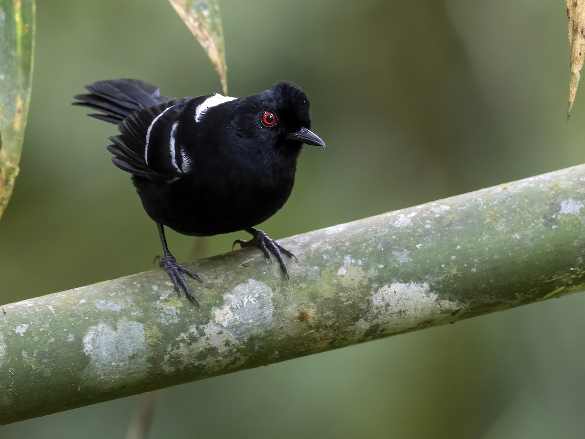 White-shouldered Fire-eye - Andres Vasquez Noboa