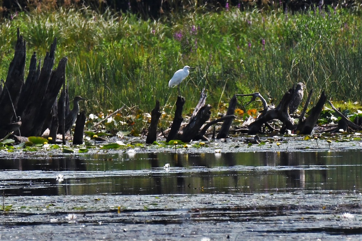 Black-crowned Night Heron - ML476923971