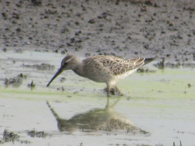 Stilt Sandpiper - ML476924261