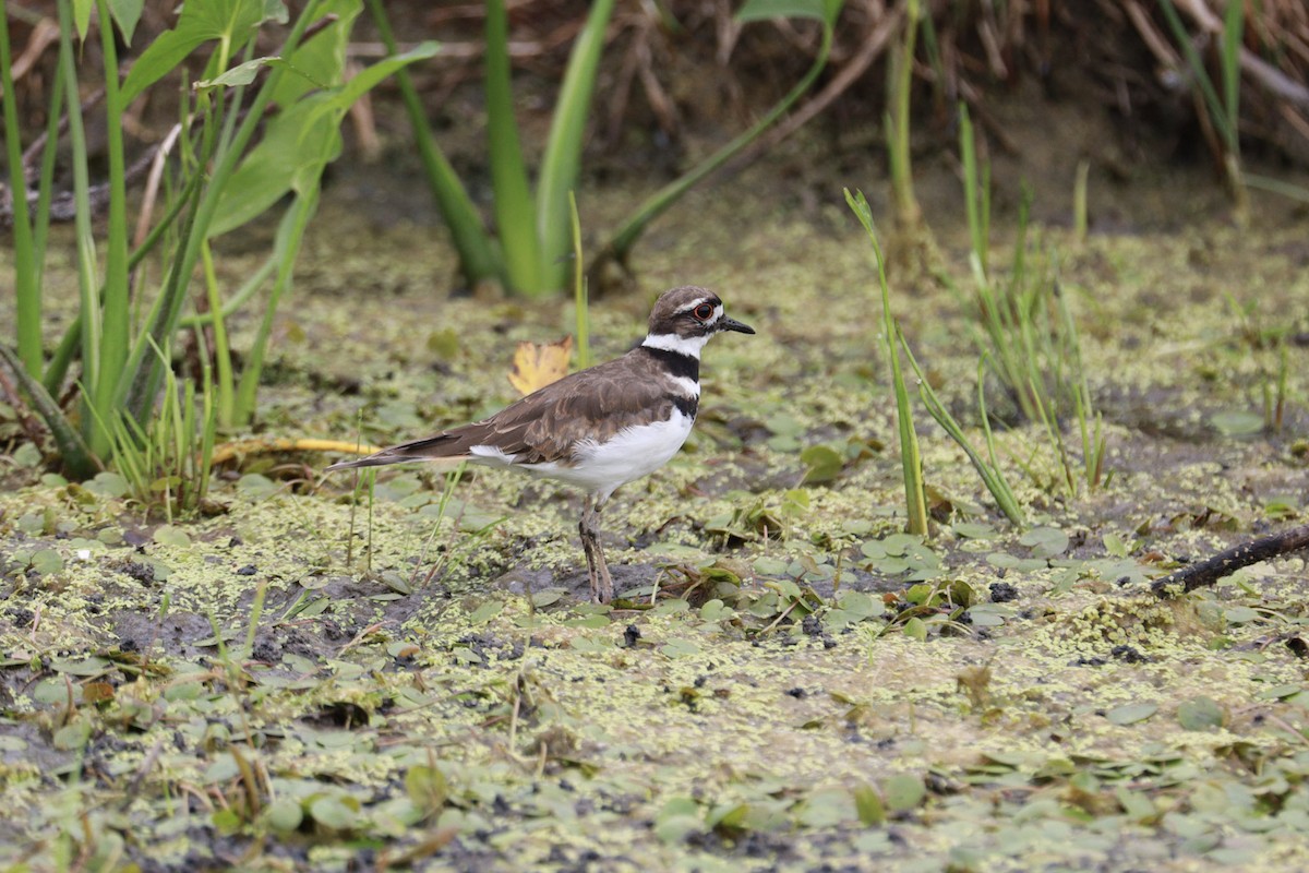 Killdeer - ML476925801