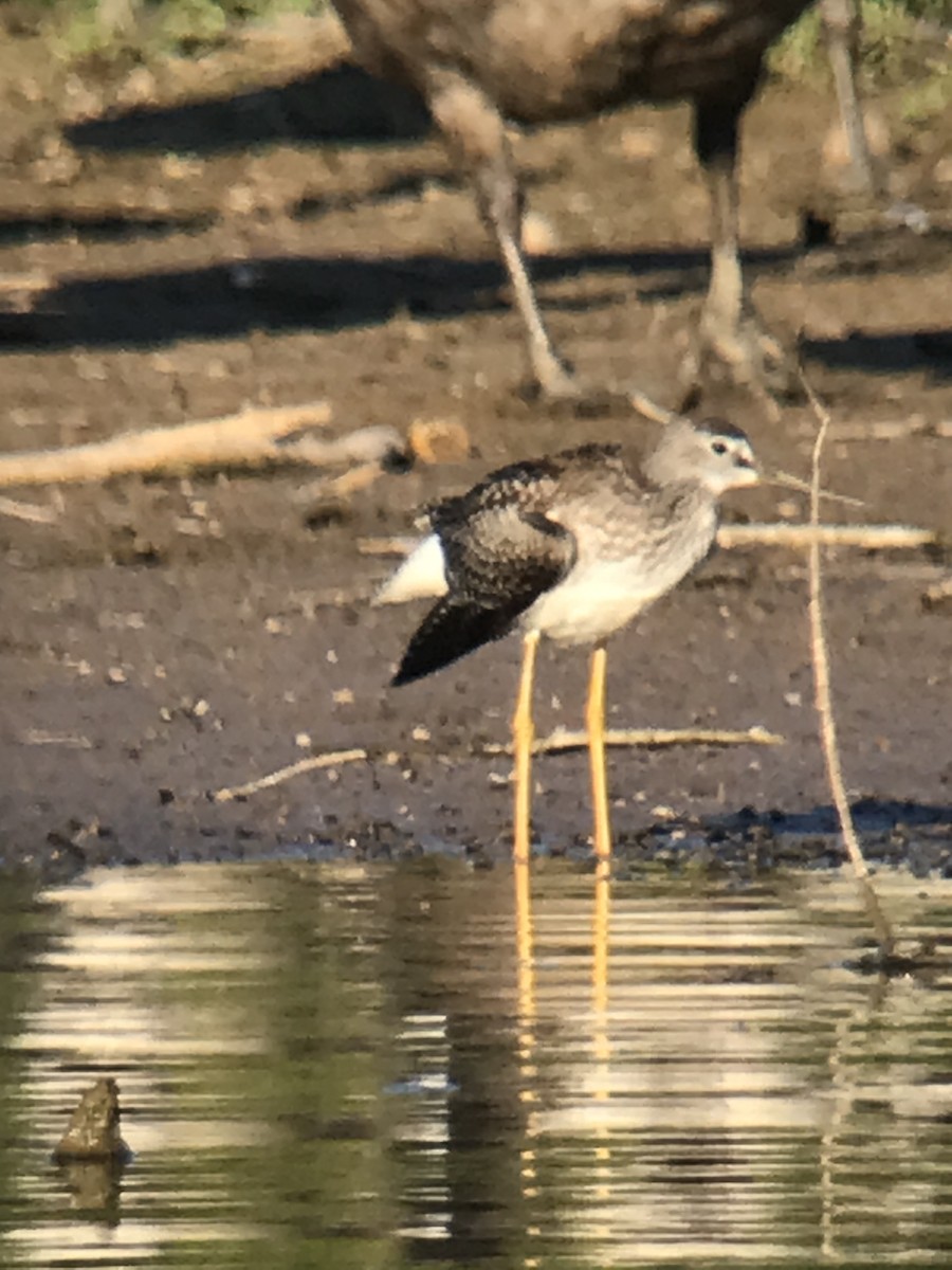 Greater Yellowlegs - ML476926641