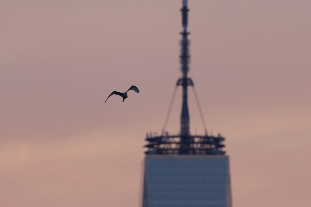 Great Egret - ML476926921