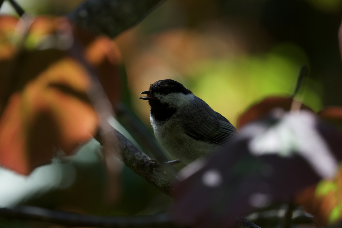 Carolina Chickadee - ML476928651