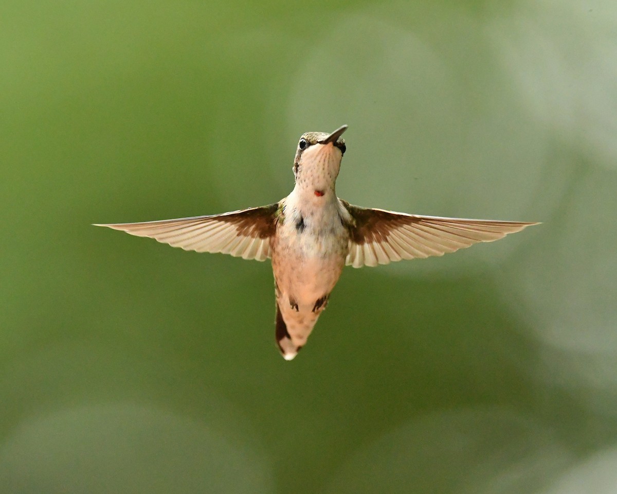 Ruby-throated Hummingbird - Bill Massaro