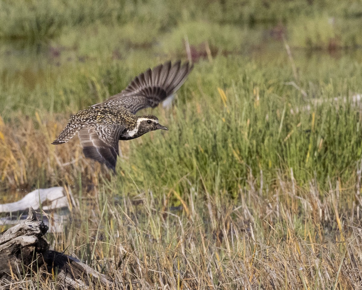 Pacific Golden-Plover - ML476931611