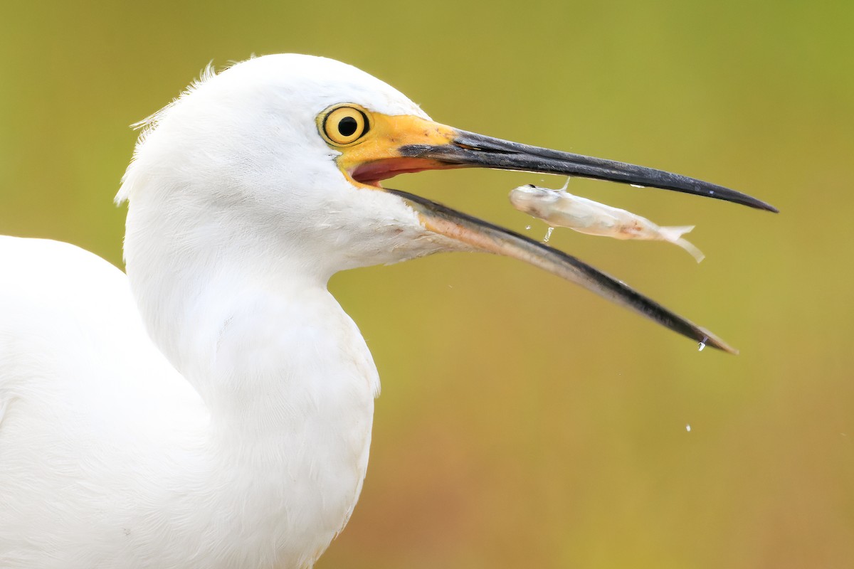 Snowy Egret - ML476931871