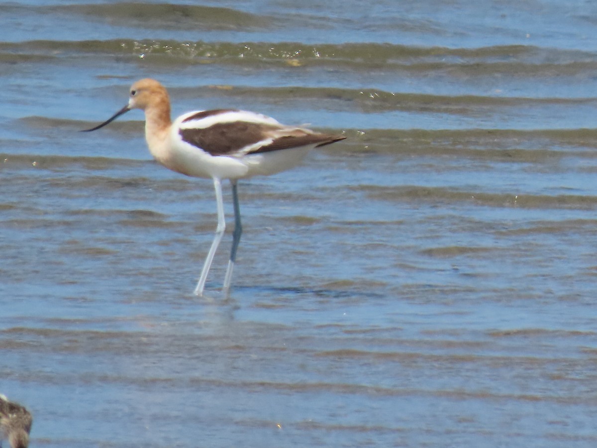 American Avocet - ML476931981