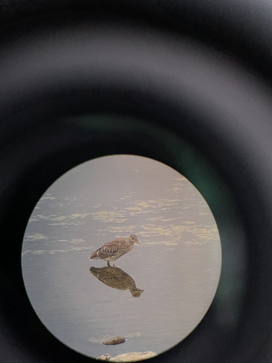 Black-crowned Night Heron - ML476932471