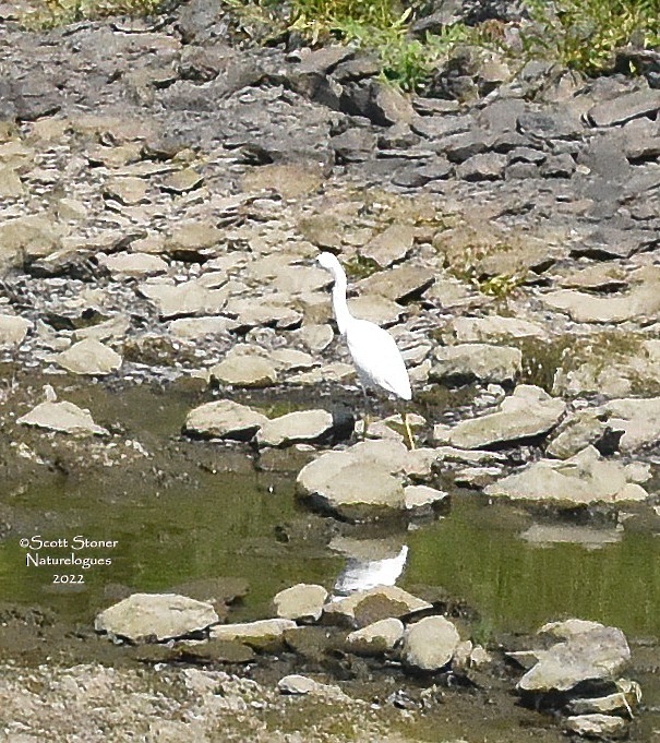 Snowy Egret - ML476933481