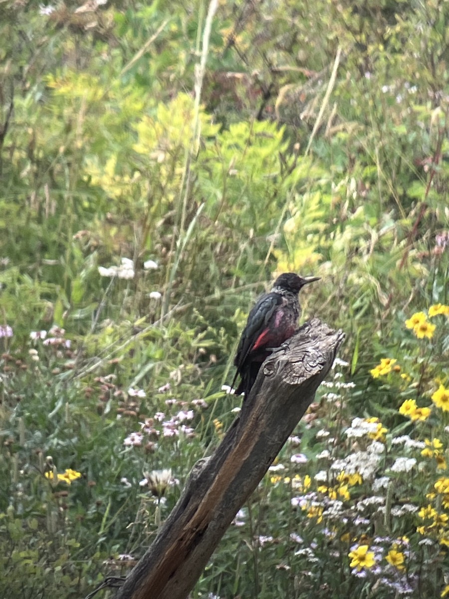 Lewis's Woodpecker - ML476935561