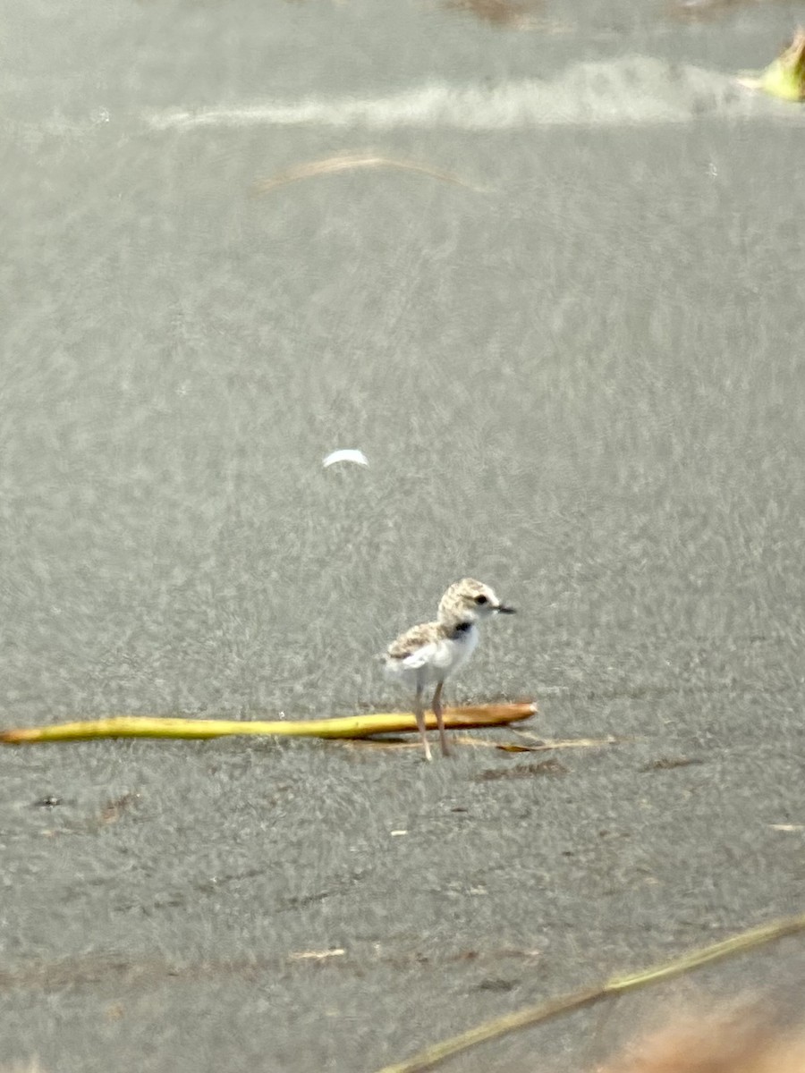 svartkronelo - ML476935721